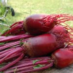 beet, plant, red-1637437.jpg