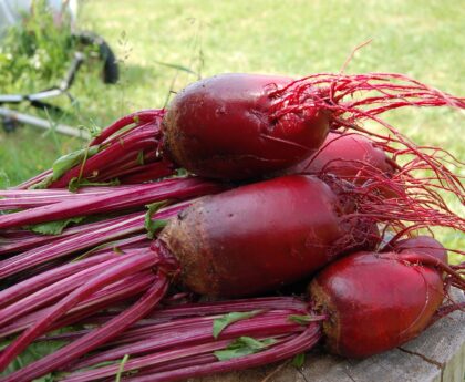 beet, plant, red-1637437.jpg