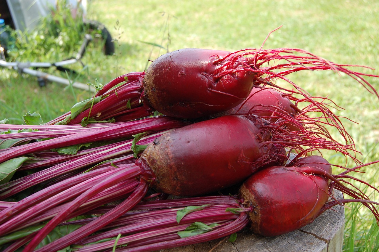 beet, plant, red-1637437.jpg